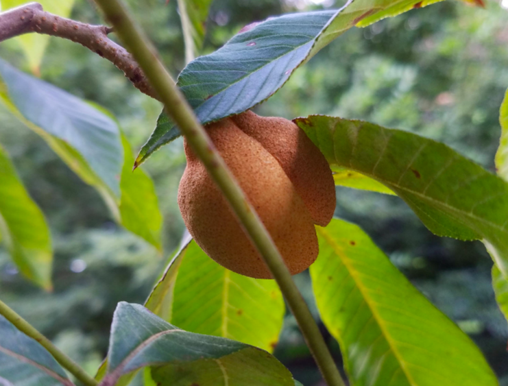 #37. Ohio buckeye